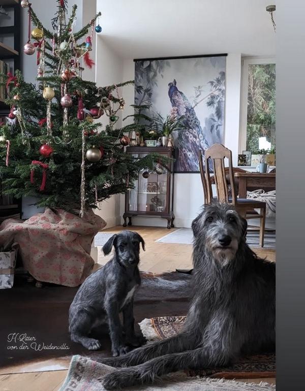 deerhound welpen/ puppies H Wurf von der Weidenvilla Glen von der Oelmühle x/ Dea My Love von der Weidenvilla